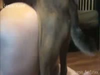 Amateur dog sex with a sexy lady